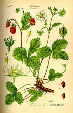  Fragaria vesca, le fraisier des bois