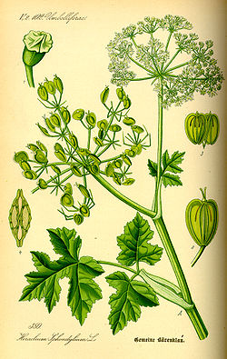 Heracleum sphondylium