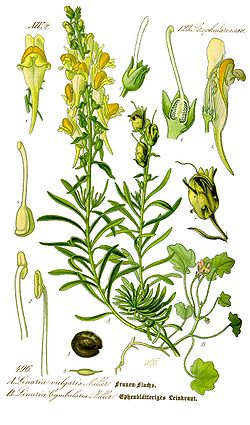  Linaria vulgaris