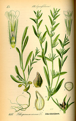  Buglossoides arvensis