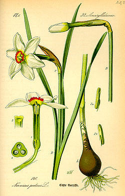  Narcisse des poètes, Narcissus poeticus