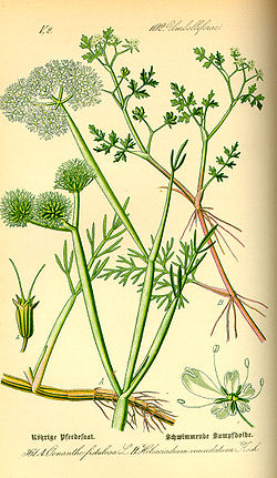 Oenanthe silaifolia (à gauche)