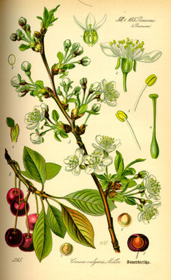  Prunus cerasus