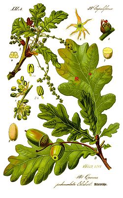 Quercus robur