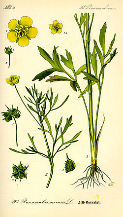  Ranunculus arvensis