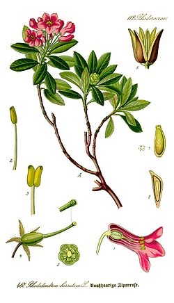  Rhododendron hirsutum