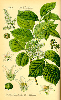  Toxicodendron pubescens
