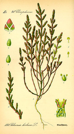 Salicornia europaea