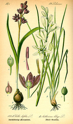  Scilla bifolia et Anthericum liliago