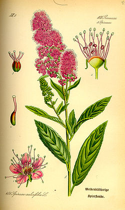  Spiraea salicifolia
