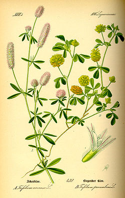  Trifolium arvense et Trifolium campestre