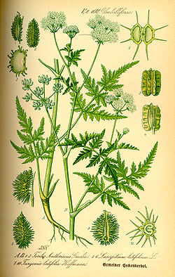  Turgenia latifolia