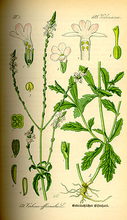  Verbena officinalis