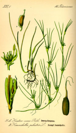  Zostera noltii (A 1-4) et Zannichellia palustris (B)