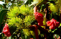 Fleur et bourgeons d'Eucalyptus erythrocorys