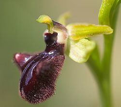  Ophrys noir (Ophrys incubacea)