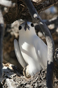  Gygis blanche couvant son œuf sur une branche