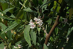  Indigofera ammoxylum