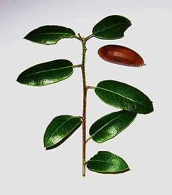  Quercus wislizeni : feuilles et gland