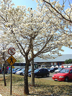 Tabebuia roseo-alba 