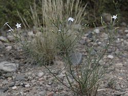  Ipomopsis longiflora, Pueblo San Ildefonso, Nouveau-Mexique