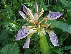 Iris fétide (Iris foetidissima)
