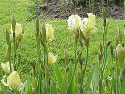  Iris junoniana