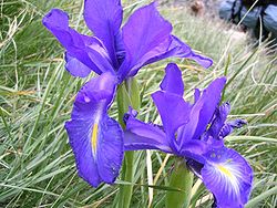  Iris des Pyrénées