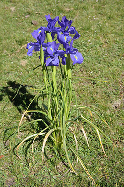  Iris des Pyrénées