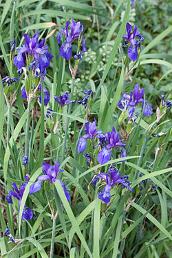  Iris pontica