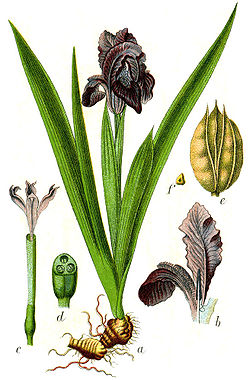 Iris pumila