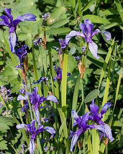  Iris ruthenica