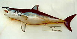  Requin mako (Isurus oxyrinchus)