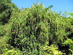  Itea ilicifolia