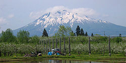 Vue du mont Iwaki derrière une pommeraie.