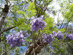  Fleurs d'un spécimendu Conservatoire botanique de Mascarin,à la Réunion