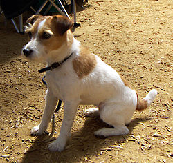 Jack-Russell-Terrier.jpg