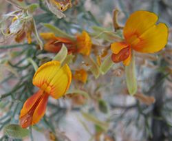  Fleurs de Jacksonia furcellata
