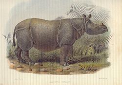  Rhinoceros sondaicus