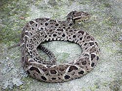  Bothrops jararacussu