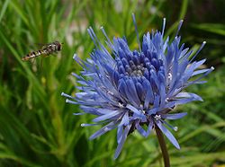  Jasione laevis