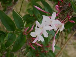  Fleurs de jasmin rose à la Réunion