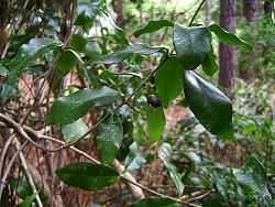  Jasminum simplicifolium