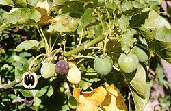 Fruits de Jatropha curcas