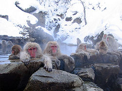 alt= Le Macaque japonais Macaca fuscata, l'une des 21 espèces du genre