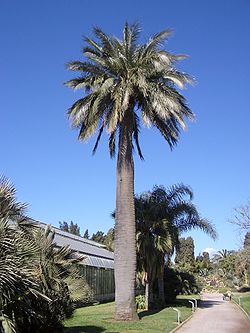 Exemplaire âgé de cocotier du Chili au jardin Olbius Riquier à Hyères