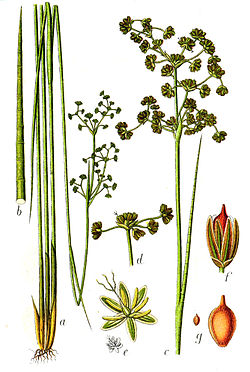  Juncus subnodulosus. Gravure tirée de Deutschlands Flora in Abbildungen