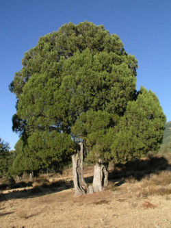  Juniperus thurifera