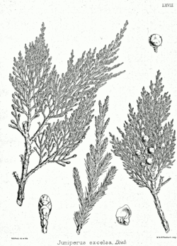  Juniperus excelsa