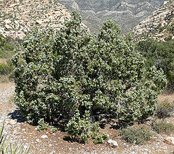  Genévrier de l'Utah (Nevada, États-Unis) (Juniperus osteosperma)